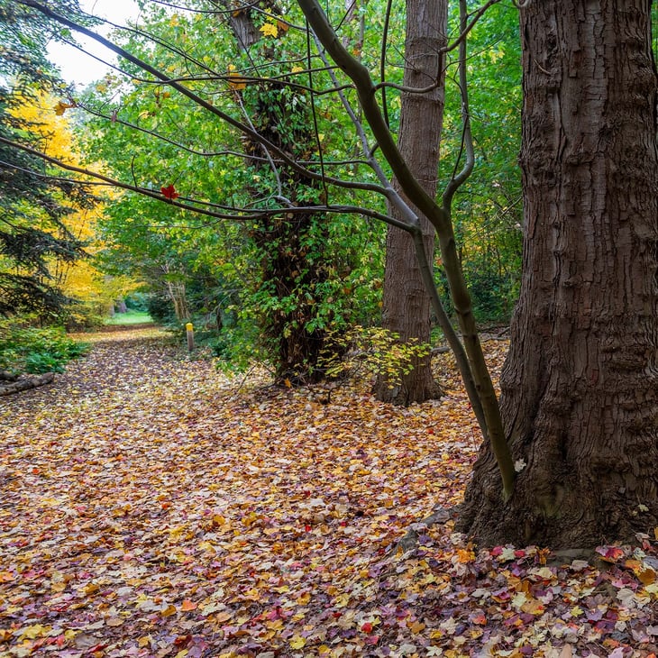 koekelarebos-koekelare