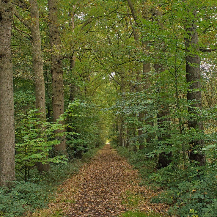waardamme-speelbos